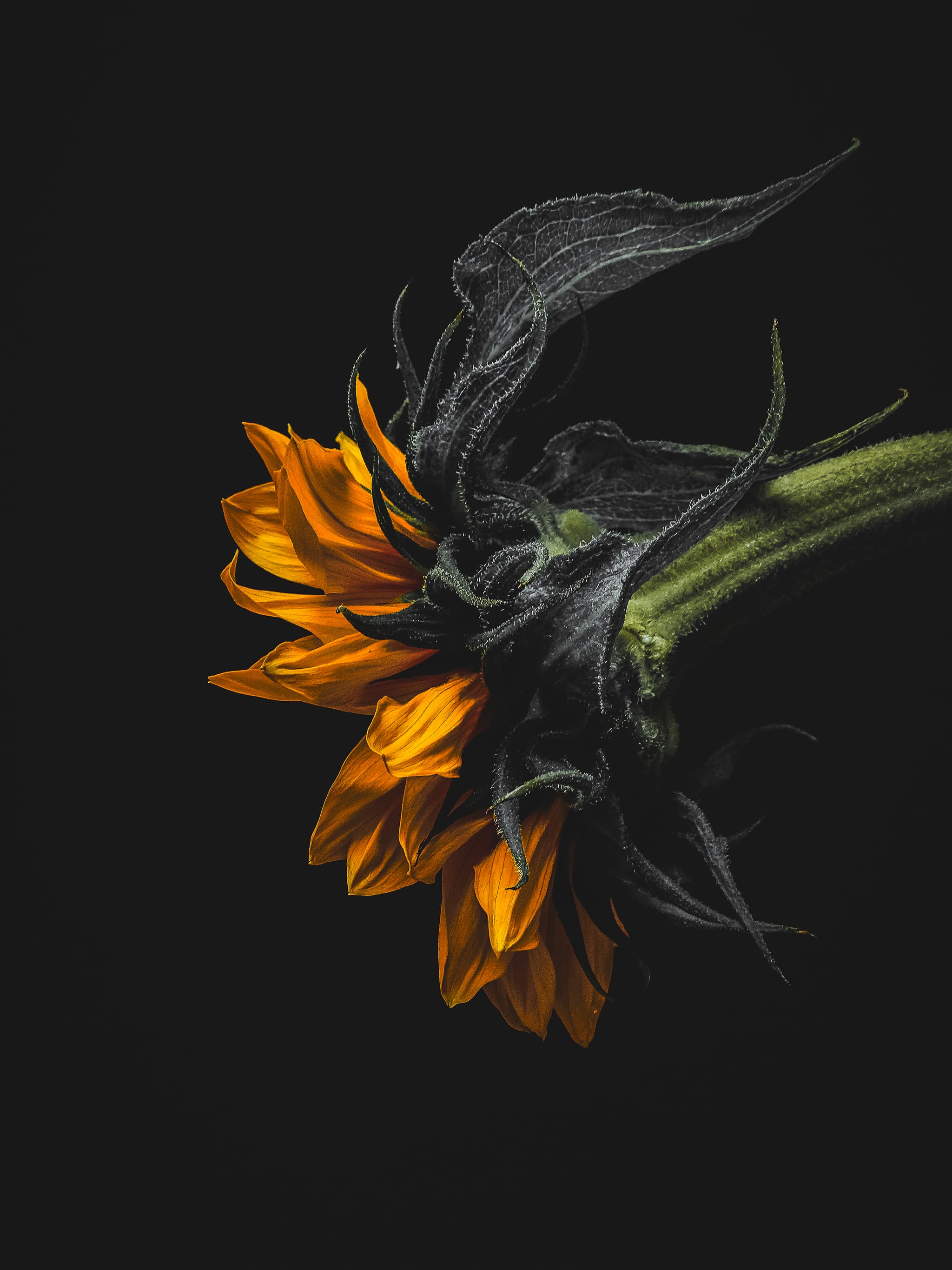 Inkeer, zonnebloem als gelimiteerde botanische Diasec fotoprint