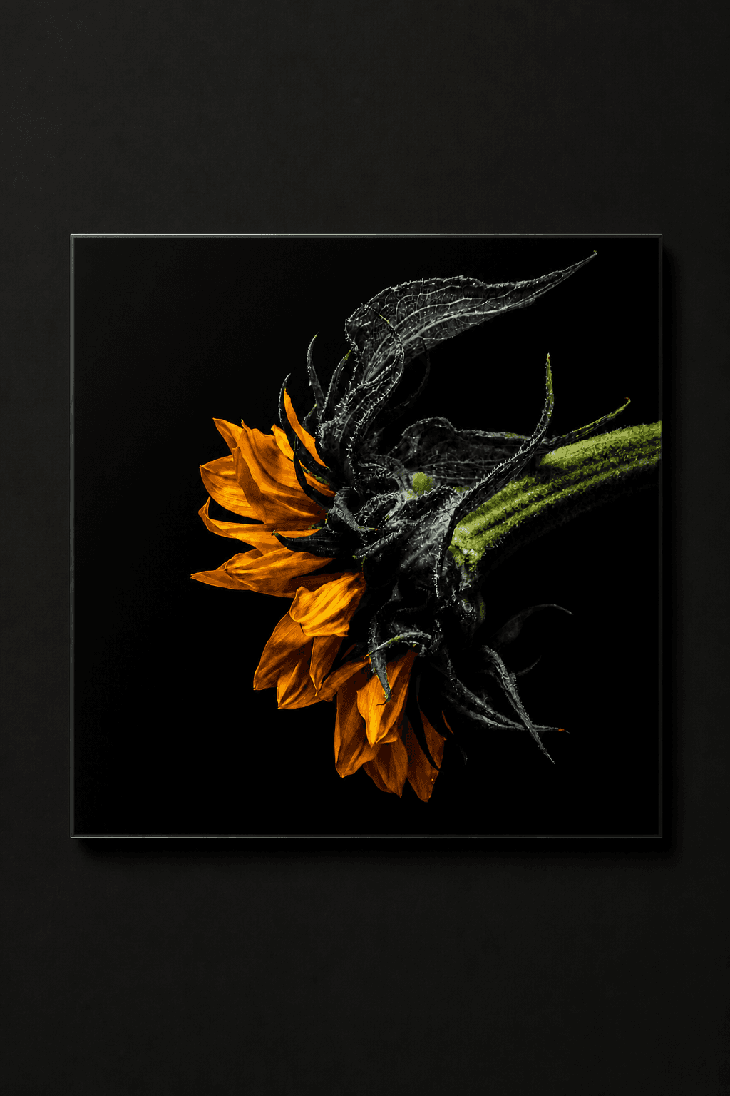 Inkeer, zonnebloem als gelimiteerde botanische Diasec fotoprint
