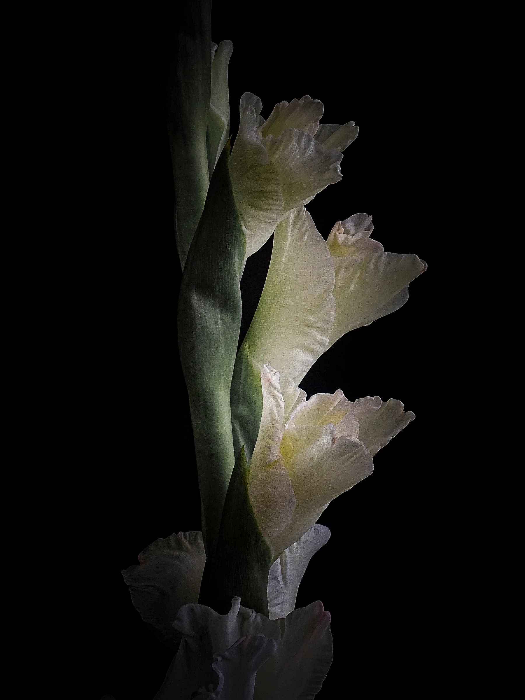 Full artwork of Ivory Tower, the original botanical photograph
