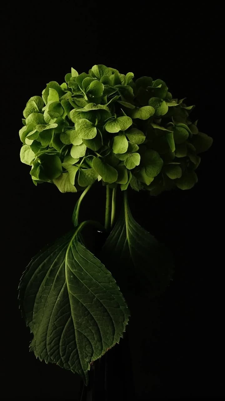 Een groene hortensia met bladeren en een lange steel tegen een donkere achtergrond