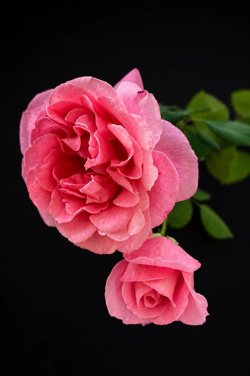 Een takje met twee roze rozen, herinnering aan een oud schilderij
