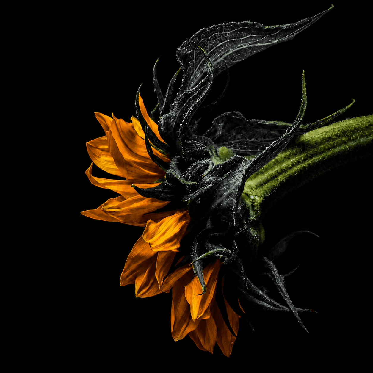 Full neutral reproduction of Turned Within, the back of a sunflower