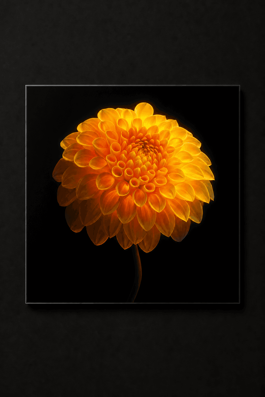 Sun Queen, dahlia botanical photography as a Diasec limited edition