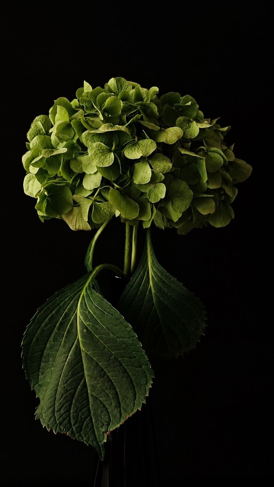 Groene hortensia met stelen en bladeren tegen een zwarte achtergrond, fotografie van Beate Marie