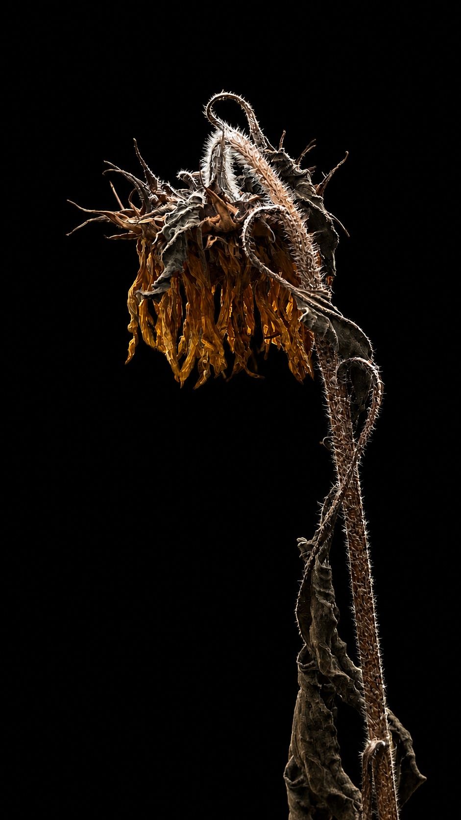 Buigende uitgebloeide bloem, fotografie van Beate Marie