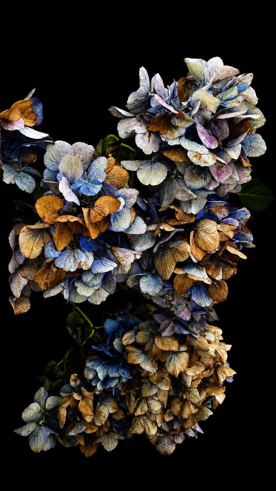 Hortensia met blauw koper en roest, fotografie van Beate Marie
