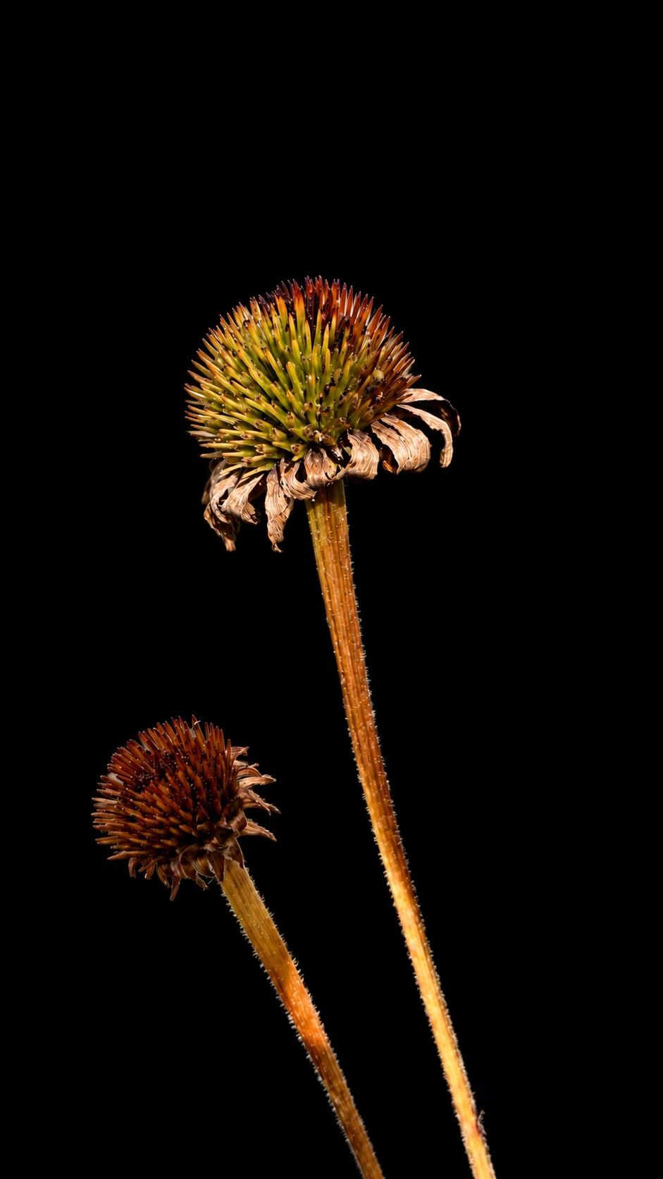 Uitgebloeide echinacea, fotografie van Beate Marie