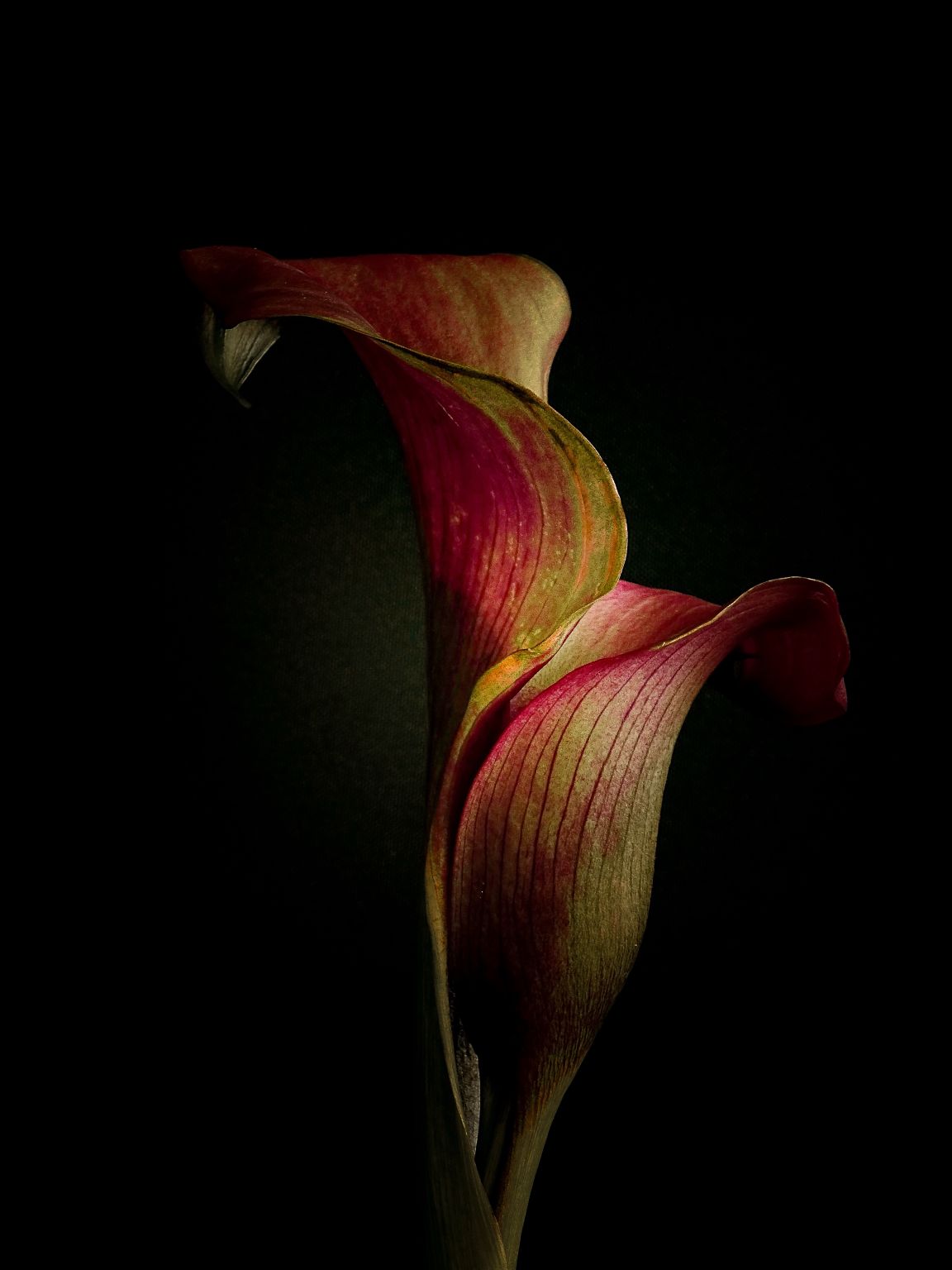 Bloem in herfstkleuren, fotografie van Beate Marie